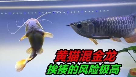 龍魚和招財貓可以一起養(yǎng)嗎（魚和招財貓能否一起養(yǎng)，招財貓和龍魚混養(yǎng)案例分享）
