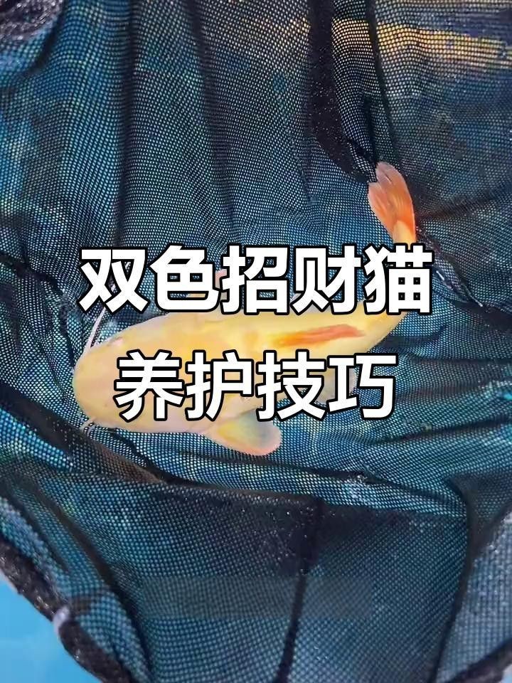 龍魚和招財貓可以一起養嗎（魚和招財貓能否一起養，招財貓和龍魚混養案例分享）