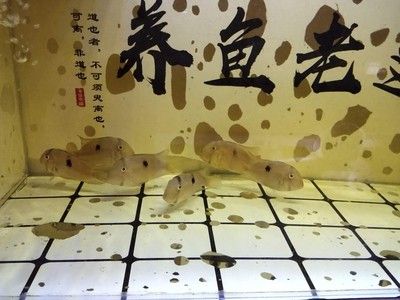 青島和尚魚(yú)又叫什么魚(yú)（收到！你想了解青島和尚魚(yú)的別稱(chēng)）