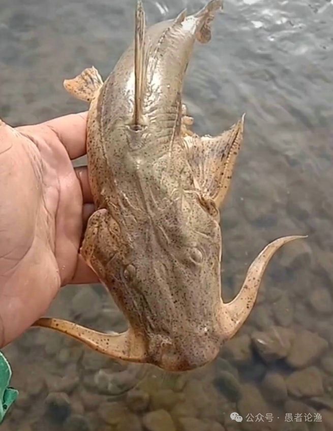 貴州龍魚（貴州魚龍和坦克鴨嘴魚有什么區別）