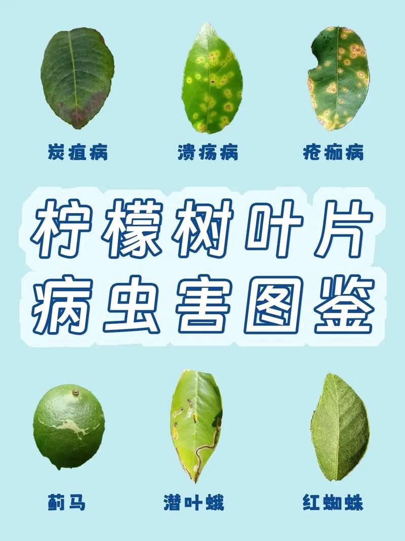 檸檬炭疽病圖片（檸檬炭疽病用什么藥防治方法與用藥指南一畝田香水檸檬常見病蟲害） 檸檬炭疽病圖片（檸檬炭疽病用什么藥防治方法與用藥指南一畝田香水檸檬常見病蟲害） 觀賞魚百科 第2張