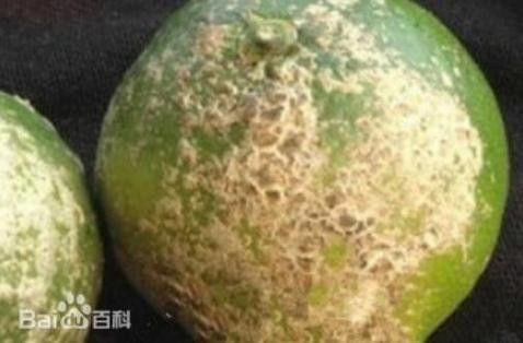 檸檬炭疽病圖片（檸檬炭疽病用什么藥防治方法與用藥指南一畝田香水檸檬常見病蟲害） 檸檬炭疽病圖片（檸檬炭疽病用什么藥防治方法與用藥指南一畝田香水檸檬常見病蟲害） 觀賞魚百科 第3張