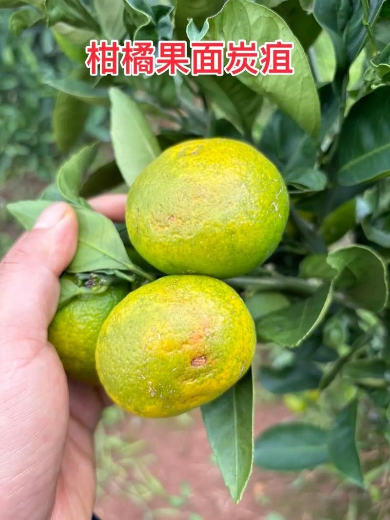 檸檬炭疽病圖片（檸檬炭疽病用什么藥防治方法與用藥指南一畝田香水檸檬常見病蟲害） 檸檬炭疽病圖片（檸檬炭疽病用什么藥防治方法與用藥指南一畝田香水檸檬常見病蟲害） 觀賞魚百科 第9張
