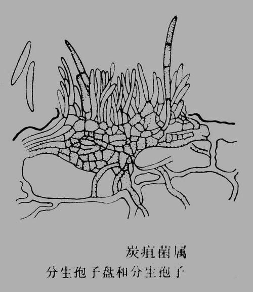 檸檬炭疽病圖片（檸檬炭疽病用什么藥防治方法與用藥指南一畝田香水檸檬常見病蟲害） 檸檬炭疽病圖片（檸檬炭疽病用什么藥防治方法與用藥指南一畝田香水檸檬常見病蟲害） 觀賞魚百科 第19張
