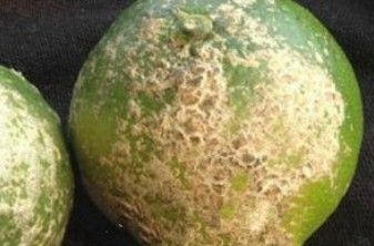 檸檬炭疽病圖片（檸檬炭疽病用什么藥防治方法與用藥指南一畝田香水檸檬常見病蟲害） 檸檬炭疽病圖片（檸檬炭疽病用什么藥防治方法與用藥指南一畝田香水檸檬常見病蟲害） 觀賞魚百科 第25張