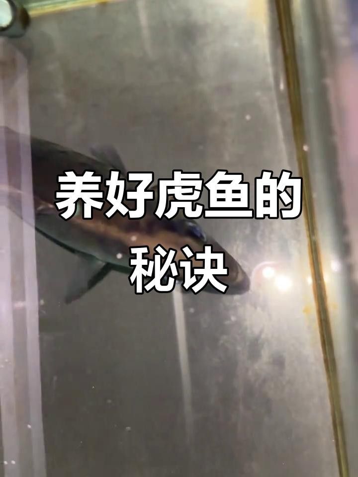 四紋虎魚(yú)一般人養(yǎng)不了（四紋虎魚(yú)不能養(yǎng)的原因） 四紋虎魚(yú)一般人養(yǎng)不了（四紋虎魚(yú)不能養(yǎng)的原因） 觀賞魚(yú)百科 第2張