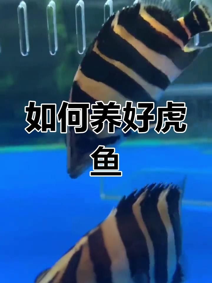 四紋虎魚(yú)一般人養(yǎng)不了（四紋虎魚(yú)不能養(yǎng)的原因） 四紋虎魚(yú)一般人養(yǎng)不了（四紋虎魚(yú)不能養(yǎng)的原因） 觀賞魚(yú)百科 第1張