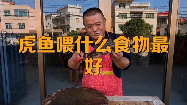 四紋虎魚(yú)一般人養(yǎng)不了（四紋虎魚(yú)不能養(yǎng)的原因） 四紋虎魚(yú)一般人養(yǎng)不了（四紋虎魚(yú)不能養(yǎng)的原因） 觀賞魚(yú)百科 第3張