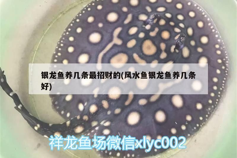 銀龍魚養幾條最招財的(風水魚銀龍魚養幾條好)
