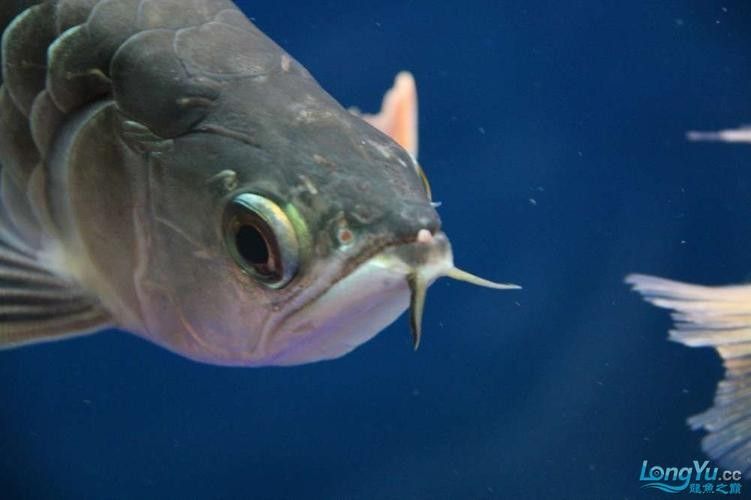 龍魚嘴角長疙瘩圖片（龍魚嘴角長疙瘩會傳染嗎，）
