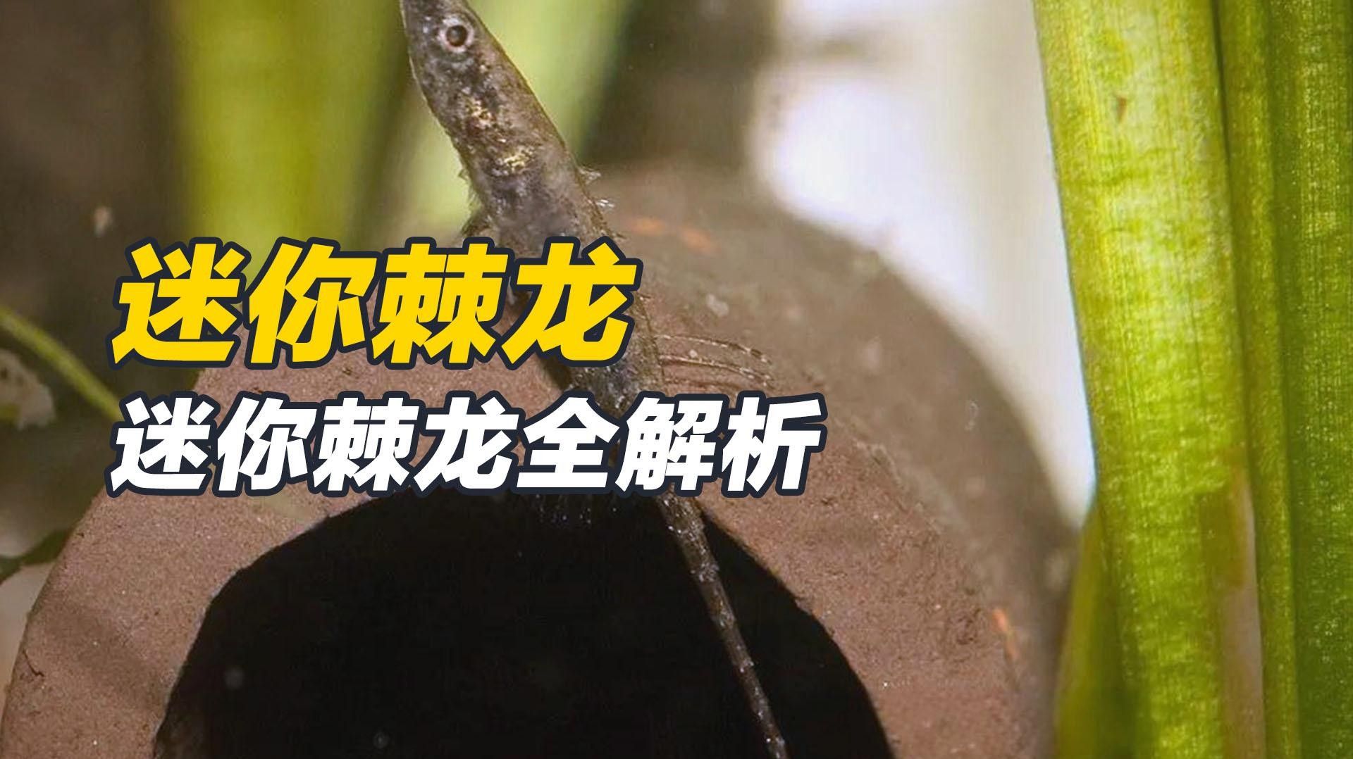 迷你棘龍魚（迷你棘龍魚的價格是多少迷你棘龍魚有哪些天敵） 迷你棘龍魚（迷你棘龍魚的價格是多少迷你棘龍魚有哪些天敵） 觀賞魚百科 第1張