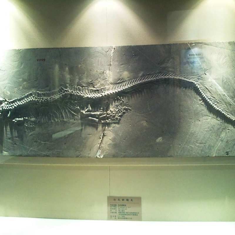 安徽龍魚（安徽龍魚有哪些品種？） 安徽龍魚（安徽龍魚有哪些品種？） 觀賞魚百科 第3張