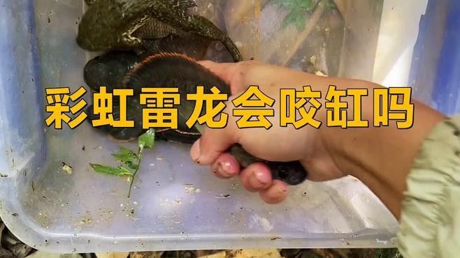 如何預防雷龍魚鉆沙行為
