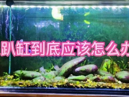 如何預防雷龍魚鉆沙行為