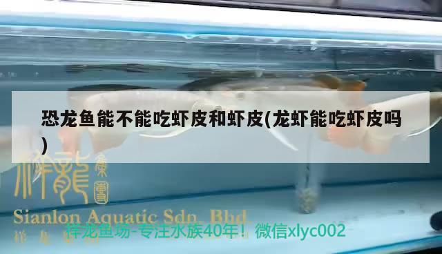恐龍魚能不能吃蝦皮和蝦皮(龍蝦能吃蝦皮嗎)（六角恐龍魚能不能吃蝦皮和蝦皮）