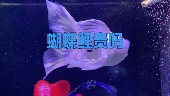最貴的蝴蝶鯉5億元