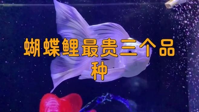 最貴的蝴蝶鯉5億元