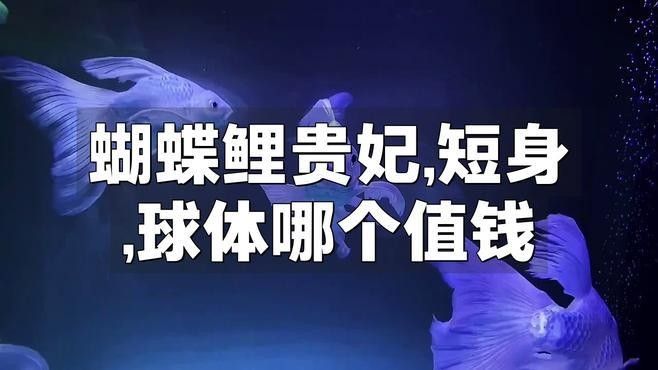 最貴的蝴蝶鯉5億元