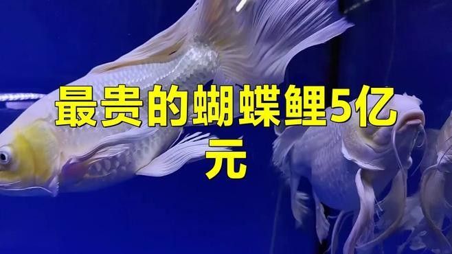 最貴的蝴蝶鯉5億元
