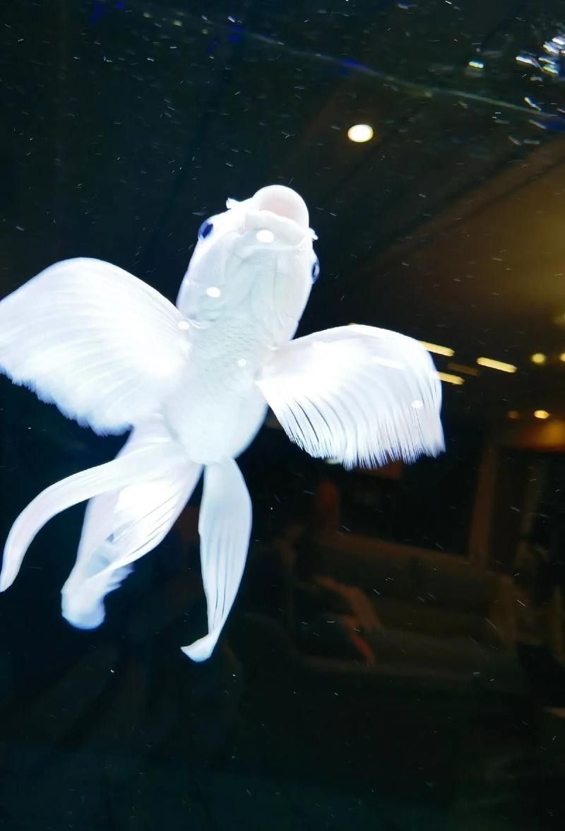 最貴的蝴蝶鯉5億元