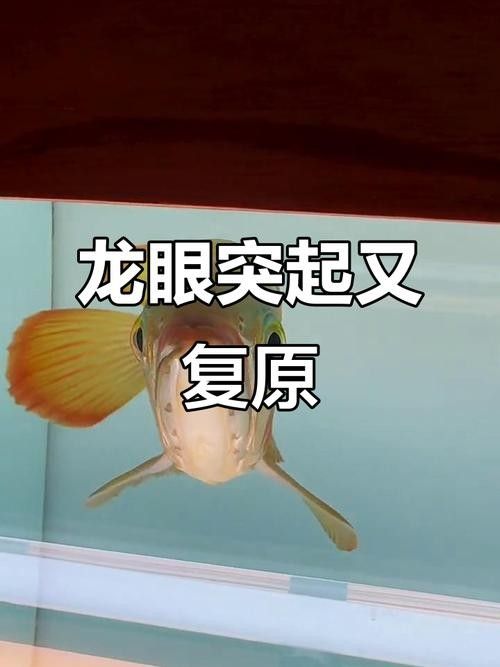 如何判斷金龍魚眼睛發白是否嚴重
