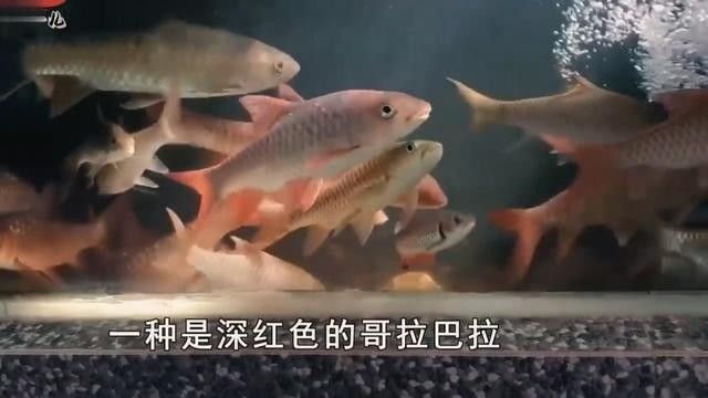 馬來西亞忘不了魚在中國叫什么魚（馬來西亞忘不了魚在中國叫什么）
