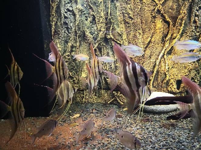 野生埃及神仙魚隱棟不包肚（關于野生埃及神仙魚隱棟不包肚）