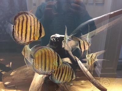 野生埃及神仙魚隱棟不包肚（關于野生埃及神仙魚隱棟不包肚）