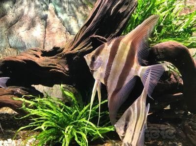 野生埃及神仙魚隱棟不包肚（關于野生埃及神仙魚隱棟不包肚）