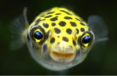 潛水艇魚屬于什么檔次
