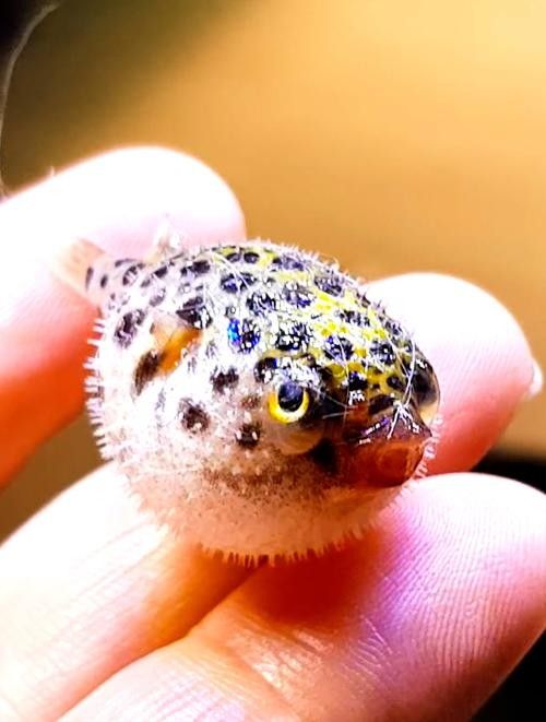 潛水艇魚屬于什么檔次