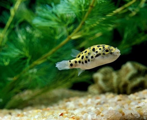 潛水艇魚屬于什么檔次