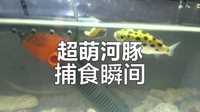 潛水艇魚屬于什么檔次