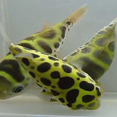 潛水艇魚屬于什么檔次