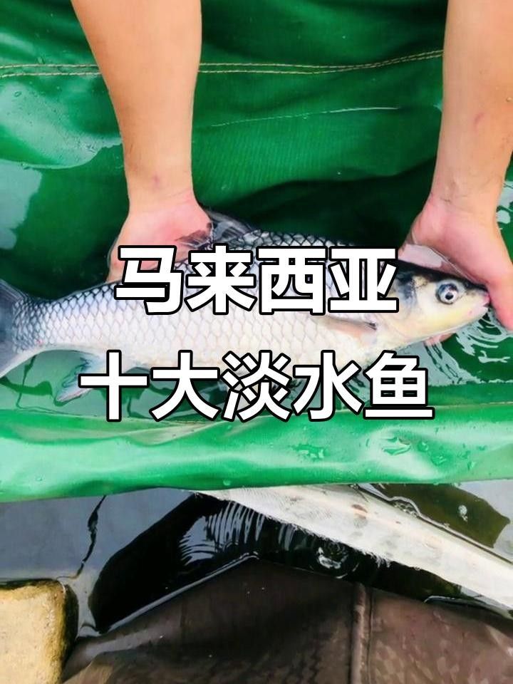 馬來西亞的魚類名稱（馬來西亞十<strong><mark>大名</mark></strong>魚喵駕導塔巴是什么魚與小鹿眠冬）