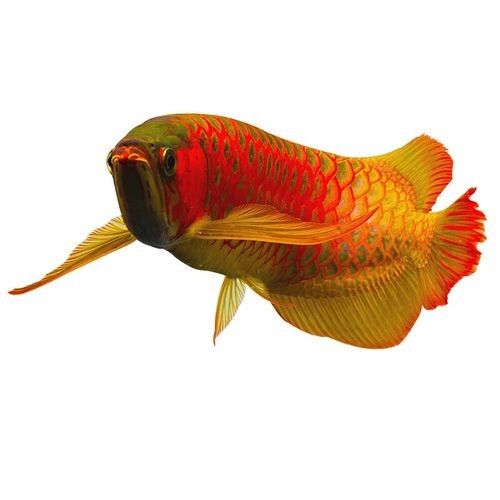 紅龍燈具角度調整實例