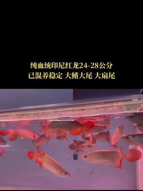 紅龍燈具角度調整實例
