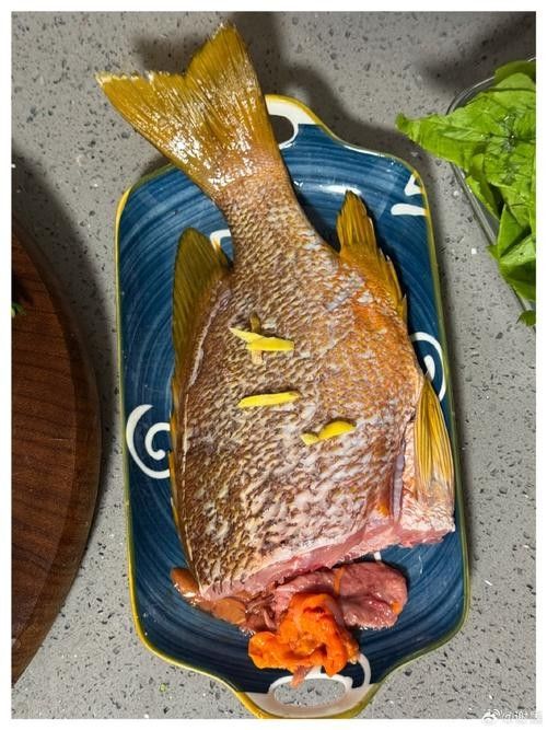 蚌山龍魚屬于什么檔次