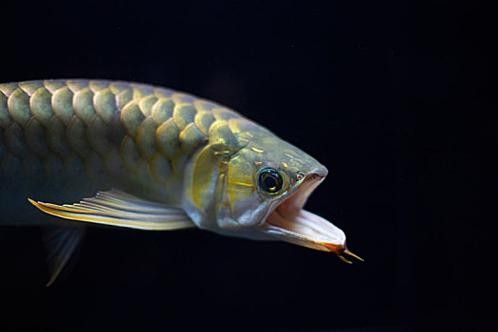 蚌山龍魚屬于什么檔次