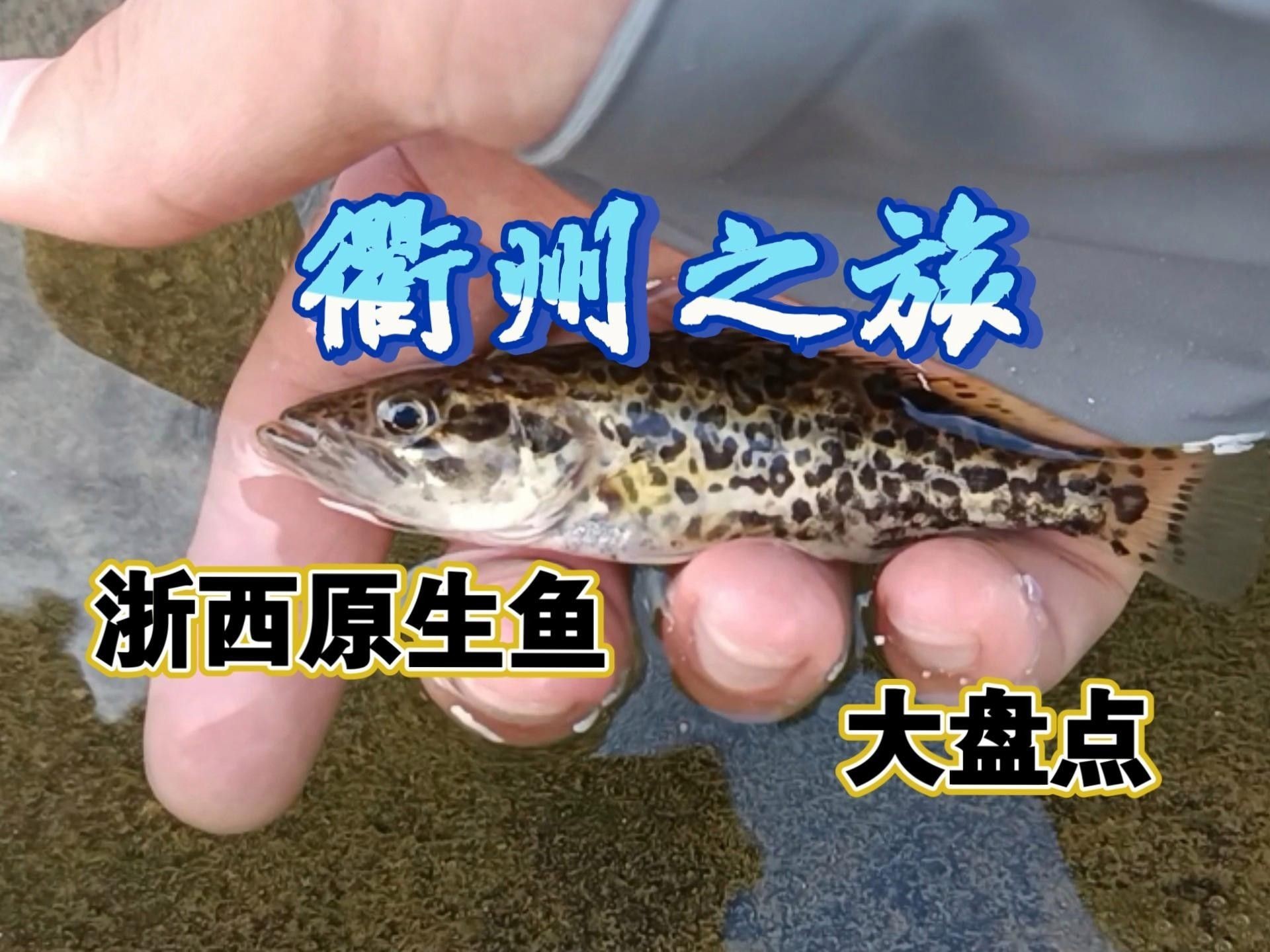 <strong><mark>衢江</mark></strong>有什么魚