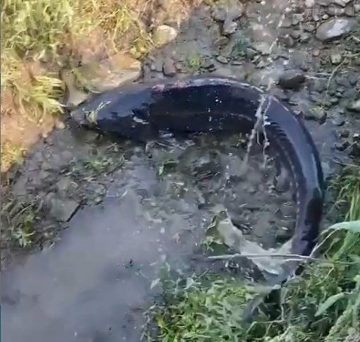衢江有什么魚