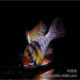 巴厘島金巴蘭魚市是否只批發紅龍魚（巴厘島金巴蘭魚市是否專門批發紅龍魚的問題并沒有明確信息）