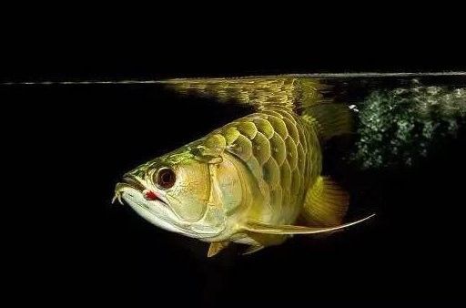 龍魚喂面包蟲要弄死嗎？