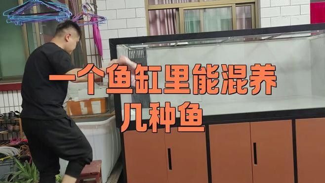 飛鳳魚和虎魚混養需要多大的魚缸？