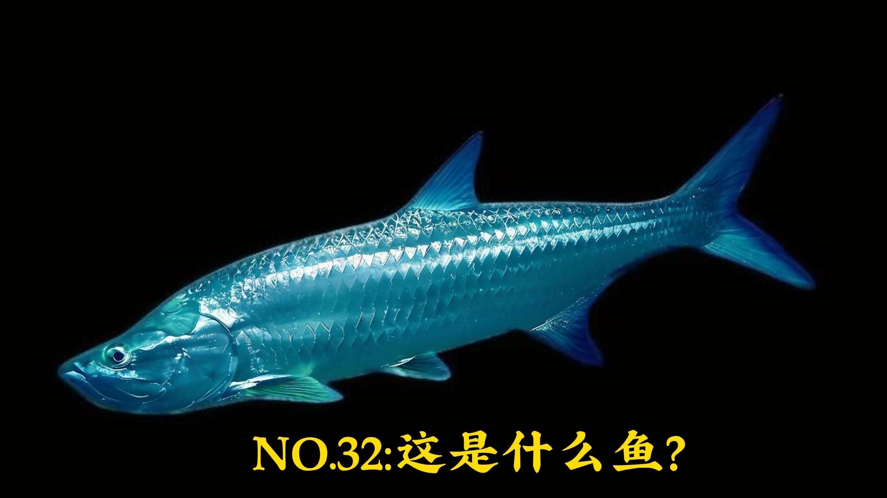 泰龐海鰱兇猛嗎