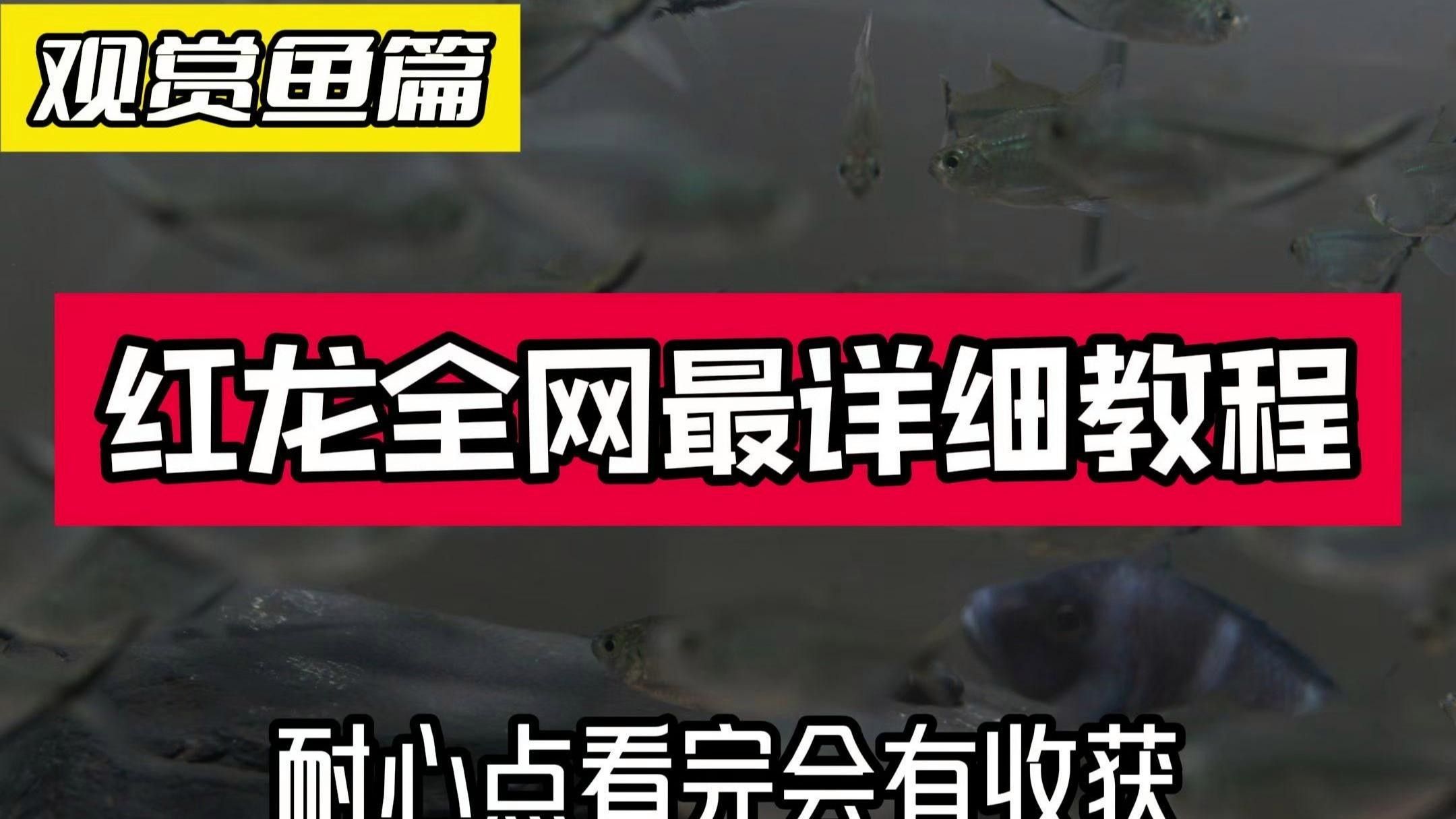 靜樂(lè)紅龍魚(yú)（靜樂(lè)紅龍魚(yú)的飼養(yǎng)）