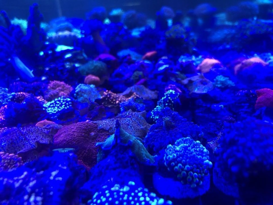 碑林哪個水族館龍魚好？祥龍魚場龍魚（碑林哪個水族館龍魚好）