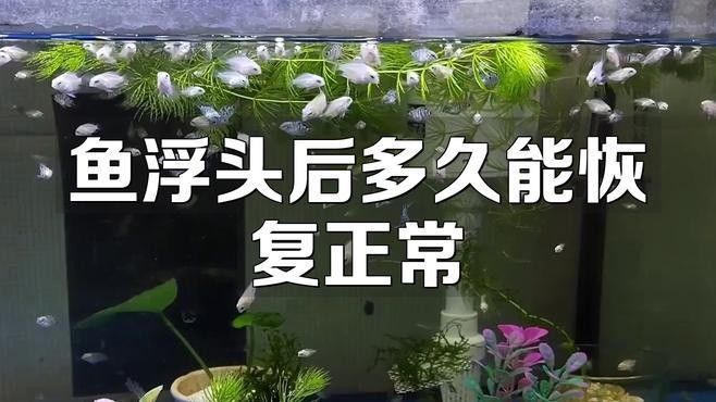 魚浮頭后多久能恢復正常