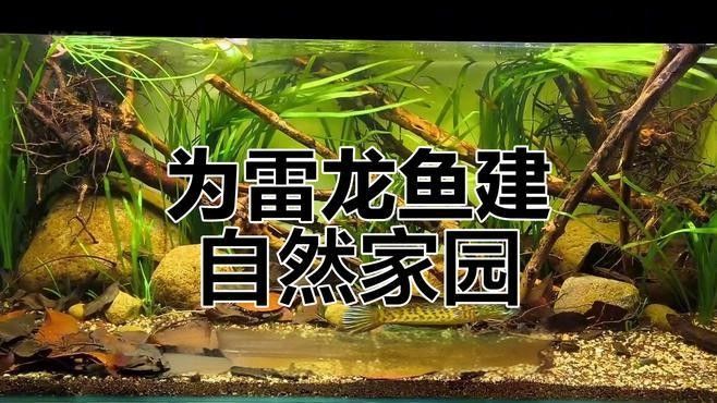 如何模擬雷龍魚的野生環(huán)境