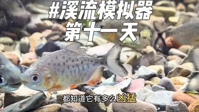 如何模擬雷龍魚的野生環(huán)境